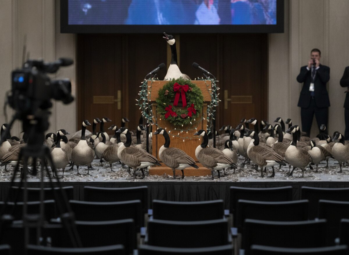 Press photo: a Canada goose honks into the microphones of a holiday-decorated briefing podium while a flock of geese crowds the stage